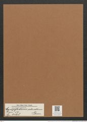 Campylodiscus adriaticus Grun. (de-Toni-Nr.: Genus 57, Species 2468) Zeichnungen Sammlung Grunow Mappe 02643 (Herbarium_W_Grunow_drawings_Folder_02643)